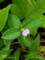 Impatiens minor