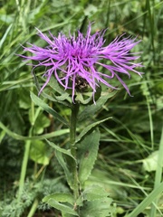 Centaurea nervosa