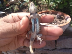 Sceloporus grammicus