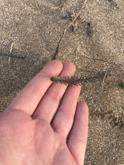 Polygala cyparissias