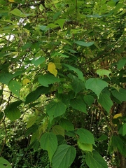 Heliocarpus donnellsmithii