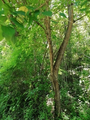 Heliocarpus donnellsmithii