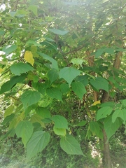 Heliocarpus donnellsmithii