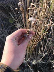 Androtrichum trigynum