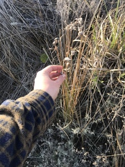 Androtrichum trigynum