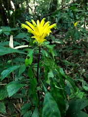 Aphelandra chamissoniana