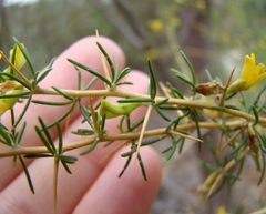 Aspalathus spinosa spinosa