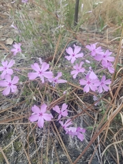 Phlox nivalis
