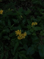 Oxalis frutescens