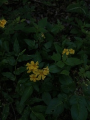 Oxalis frutescens