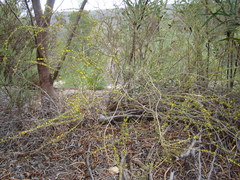 Aspalathus spinosa spinosa