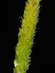 Alopecurus aequalis aequalis