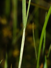 Alopecurus aequalis aequalis