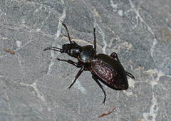 Carabus pupulus