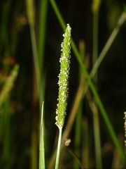 Alopecurus aequalis aequalis