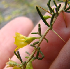 Aspalathus spinosa spinosa