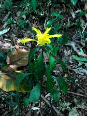 Aphelandra chamissoniana