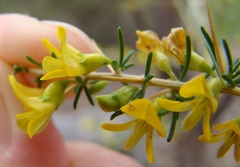 Aspalathus spinosa spinosa