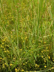 Alopecurus aequalis aequalis