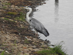 Ardea cinerea