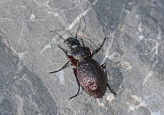 Carabus pupulus