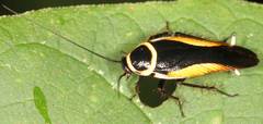 Hemithyrsocera vittata
