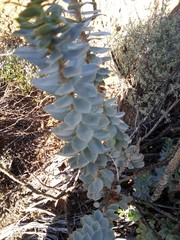 Euryops lateriflorus