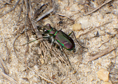 Cicindela purpurea