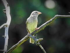 Passer domesticus