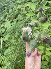 Cirsium vulgare