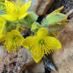 Tetragonia reduplicata