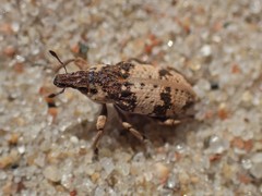 Bothynoderes affinis