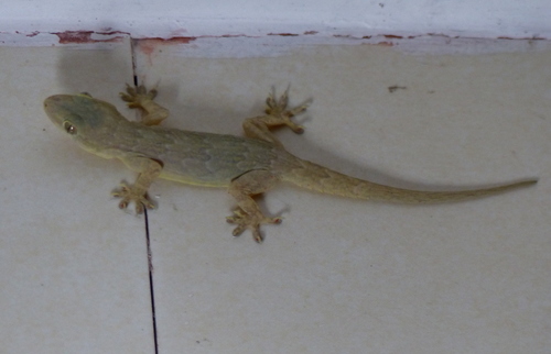 Hemidactylus flaviviridis