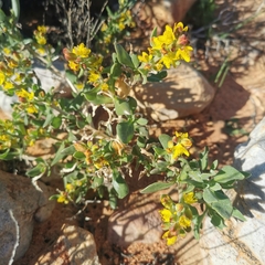 Tetragonia reduplicata