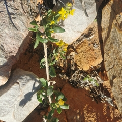 Tetragonia reduplicata