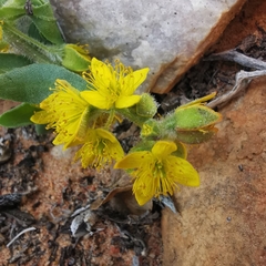 Tetragonia reduplicata