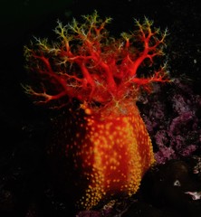 Pseudocolochirus violaceus