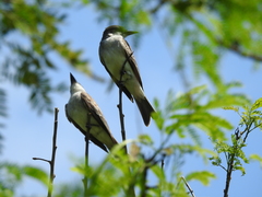 Tyrannus dominicensis