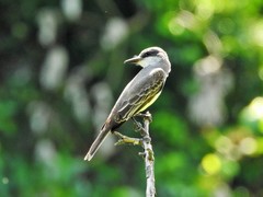 Tyrannus dominicensis