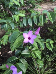Cryptostegia grandiflora