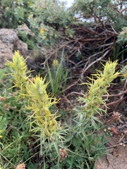 Castilleja flava