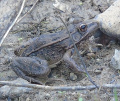 Lithobates magnaocularis