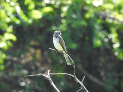 Tyrannus dominicensis