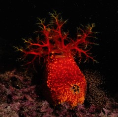 Pseudocolochirus violaceus