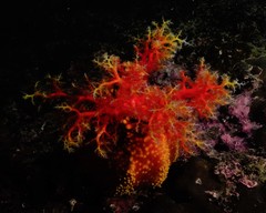 Pseudocolochirus violaceus