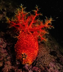 Pseudocolochirus violaceus