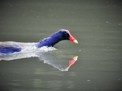 Gallinula galeata