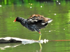 Gallinula galeata