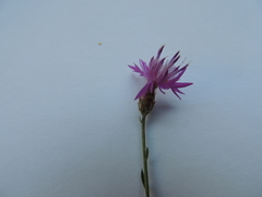 Centaurea affinis
