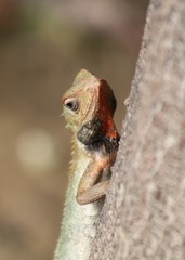 Calotes versicolor